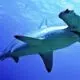 Fijan cuota de captura para el tiburón martillo para el 2024