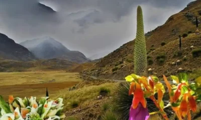La Puya Raimondi: la reina de los Andes