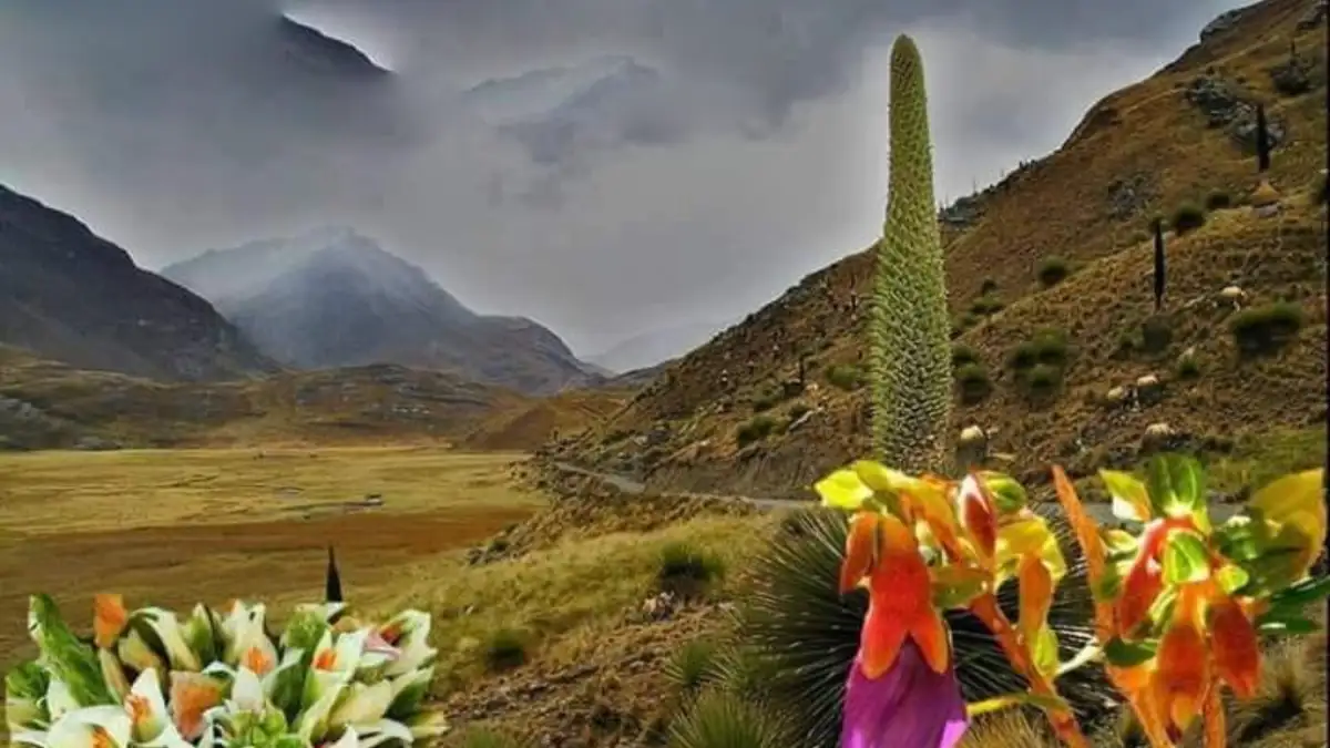 La Puya Raimondi: la reina de los Andes