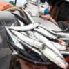 Temporada de pesca 2024 confirma abundancia de anchoveta.