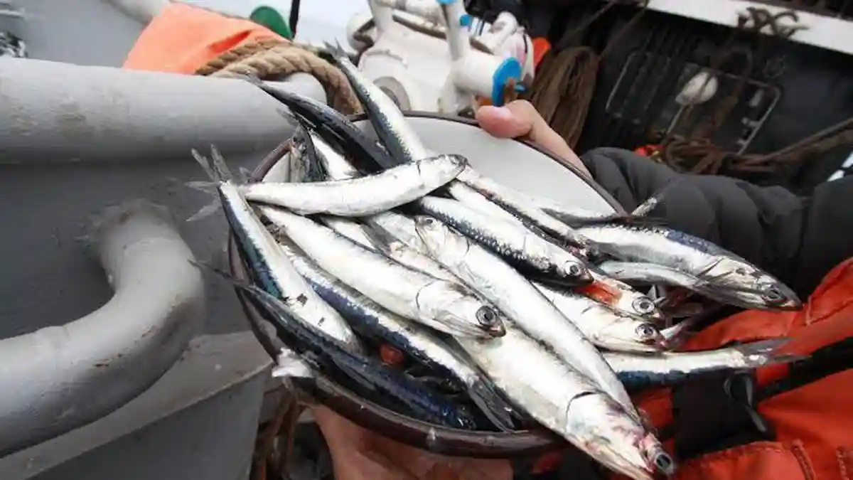 Temporada de pesca 2024 confirma abundancia de anchoveta.