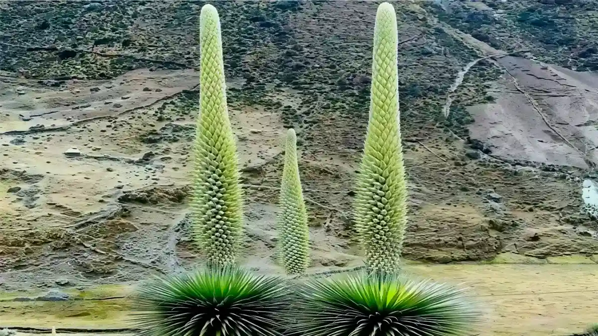 Tres puyas Raimondi de ocho metros en crecimiento en su hábitat natural andino