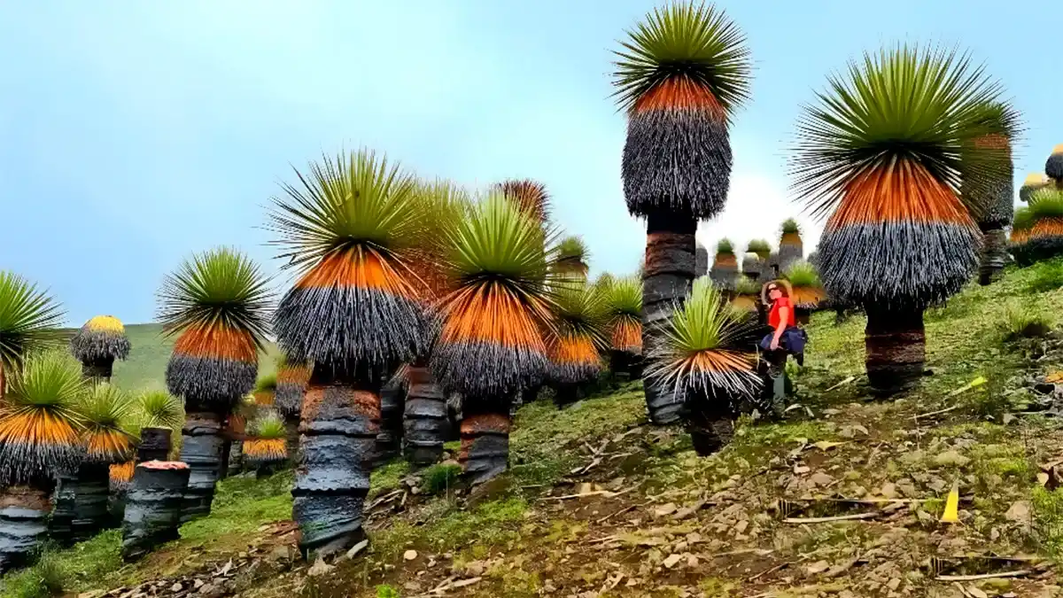 Grupo de puyas Raimondi en su hábitat natural de los Andes peruanos