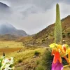 Puya Raimondi, la reina de los Andes, amenazada por factores ambientales