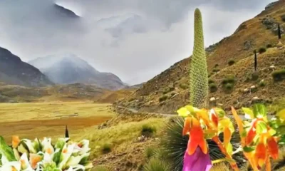 Puya Raimondi, la reina de los Andes, amenazada por factores ambientales