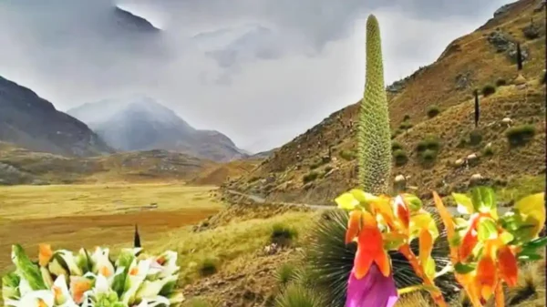 Puya Raimondi, la reina de los Andes, amenazada por factores ambientales