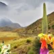 Puya Raimondi, la reina de los Andes, amenazada por factores ambientales