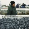 Perú primer exportador de arándanos en el mundo