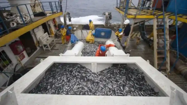 Biodiversidad del mar peruano en peligro: desafíos de la pesca ilegal y destructiva