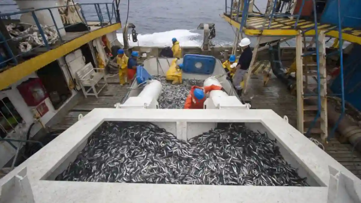 Biodiversidad del mar peruano en peligro: desafíos de la pesca ilegal y destructiva