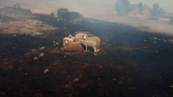 Áncash: la región más afectada por incendios forestales en Perú