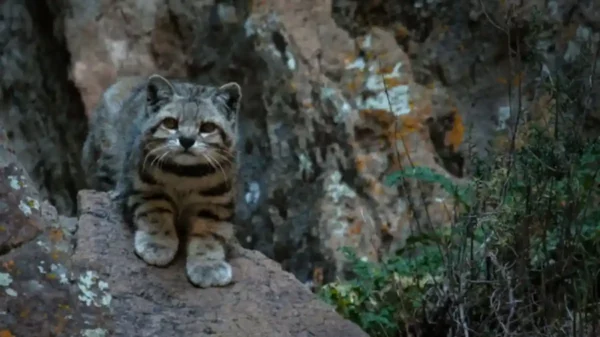Pallasca: pobladores de Llapo piden ayuda ante ataques de felino andino