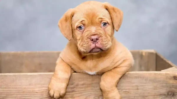 La mascota ayuda a reducir estrés, soledad, ansiedad y depresión