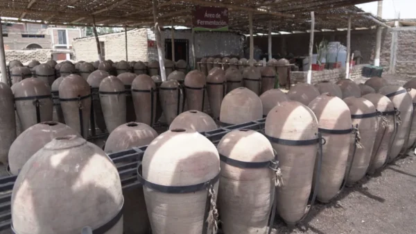 Técnica y producción del pisco declarado Patrimonio Cultural de la Nación