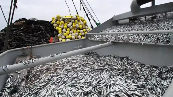 Pesca 2025: 90 mil empleos y rompe récord histórico en 7 años