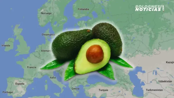 Áncash: Campaña 2025 rompe récord con exportación de palta