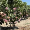 Mango peruano bate récord en 2025, pero enfrenta precios bajos y desafíos