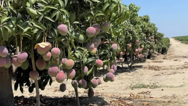 Mango peruano bate récord en 2025, pero enfrenta precios bajos y desafíos