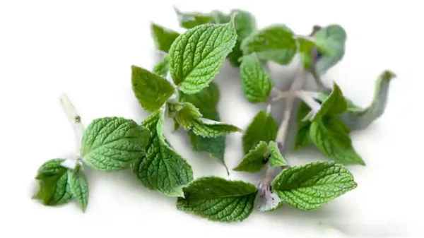 La muña alivia el estómago, descongestiona y calma dolores.