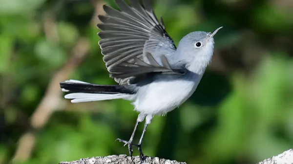 Allpahuayo Mishana: pulmón amazónico que resiste gracias a sus guardianes