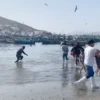 Potas varadas en playas del Perú: Imarpe explica causas del fenómeno