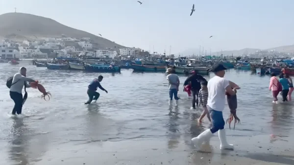 Potas varadas en playas del Perú: Imarpe explica causas del fenómeno
