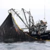 Produce finaliza la Primera Temporada de Pesca de Anchoveta 2025 en el norte-centro del Perú
