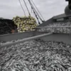Pescadores exigen cierre de la temporada de pesca anchoveta 2025 por captura masiva de juveniles