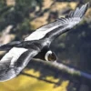 Proponen protección al cóndor andino ante su silenciosa extinción en Perú