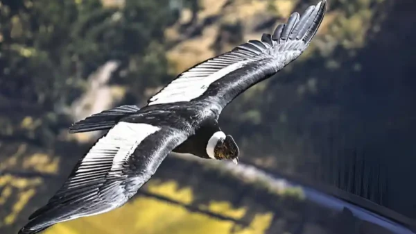 Proponen protección al cóndor andino ante su silenciosa extinción en Perú