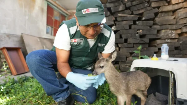 Áncash: Serfor rescata dos crías de venado cola blanca en operativos contra tenencia ilegal