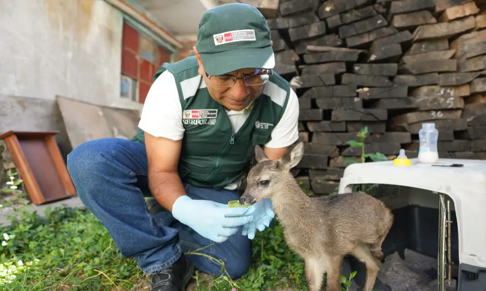 Áncash: Serfor rescata dos crías de venado cola blanca en operativos contra tenencia ilegal
