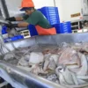 Produce suspende pesca de pota para preservar sostenibilidad del recurso
