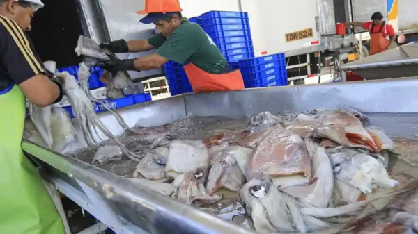 Produce suspende pesca de pota para preservar sostenibilidad del recurso