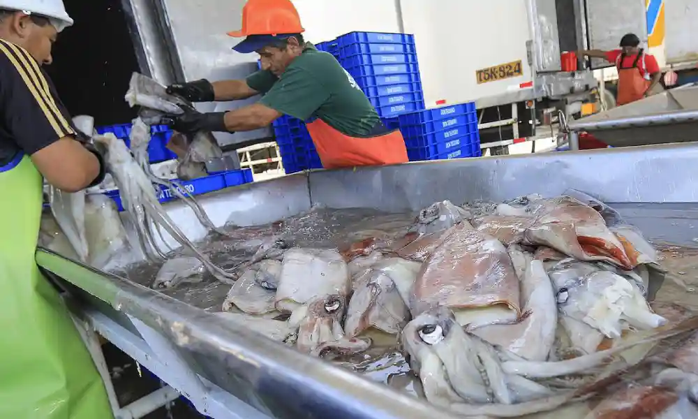 Produce suspende pesca de pota para preservar sostenibilidad del recurso