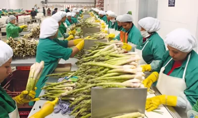 Congreso aprueba Ley Chlimper 2.0 y baja IR al 15 % para agroexportadoras