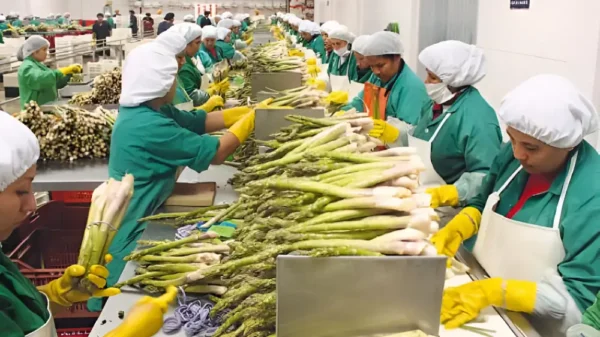 Congreso aprueba Ley Chlimper 2.0 y baja IR al 15 % para agroexportadoras