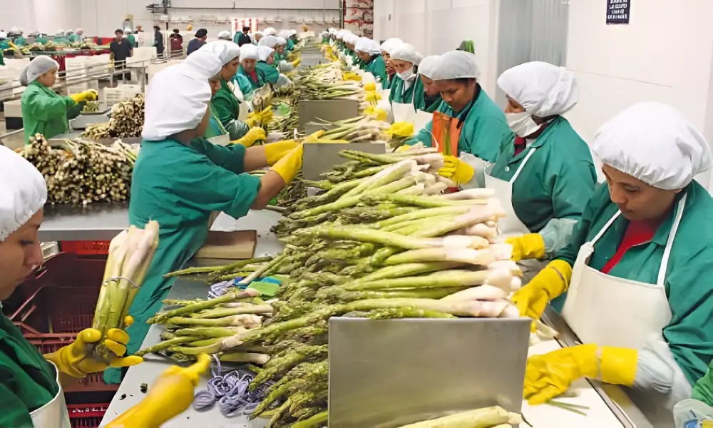 Congreso aprueba Ley Chlimper 2.0 y baja IR al 15 % para agroexportadoras