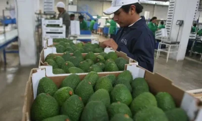Palta peruana: UE observó 14 lotes, equivalen apenas al 0,05 %