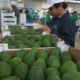 Palta peruana: UE observó 14 lotes, equivalen apenas al 0,05 %