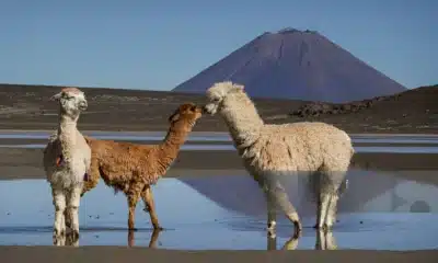 Perú inicia el V Censo Nacional de Vicuñas 2025 con despliegue histórico