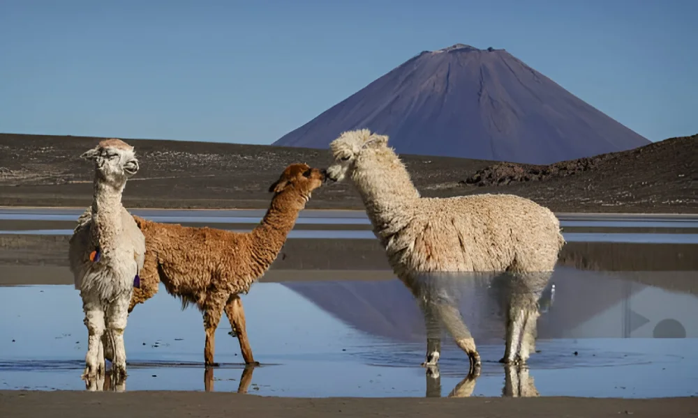 Perú inicia el V Censo Nacional de Vicuñas 2025 con despliegue histórico