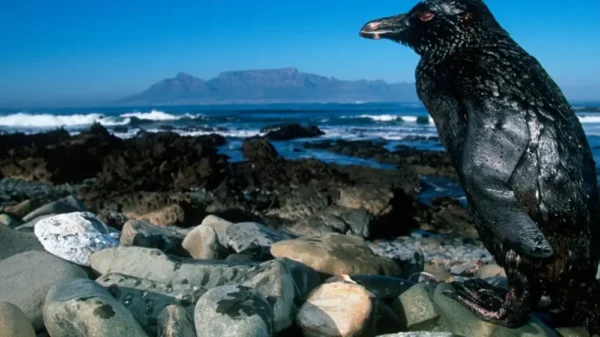 Poder Judicial aprueba indemnización de USD 111 M por derrame de petróleo en Ventanilla