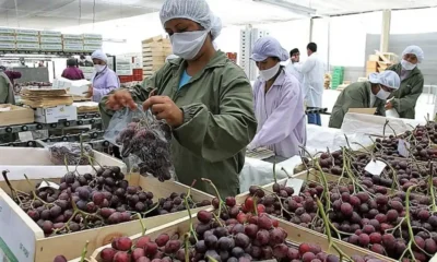 Perú lidera exportación mundial de uvas en 2025