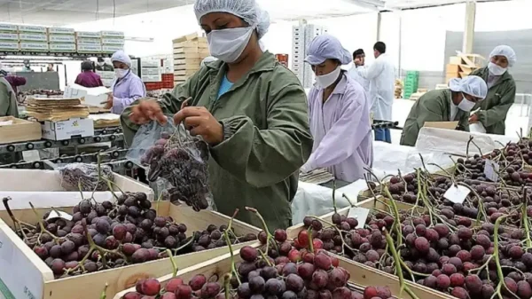 Perú lidera exportación mundial de uvas en 2025