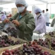Perú lidera exportación mundial de uvas en 2025