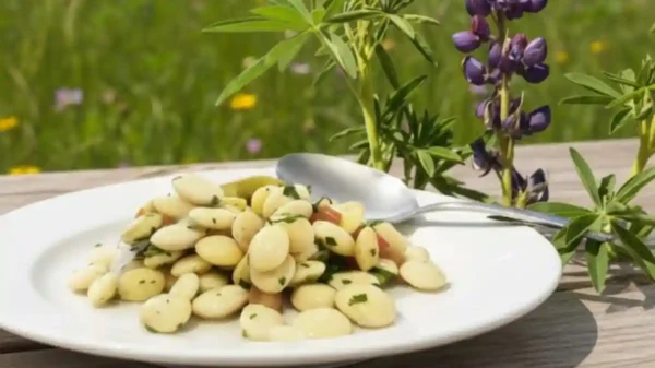 Chocho peruano, superalimento andino rico en proteínas que impulsa la nutrición y la salud