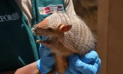 Uso ilegal del quirquincho andino en rituales de suerte pone en riesgo su supervivencia