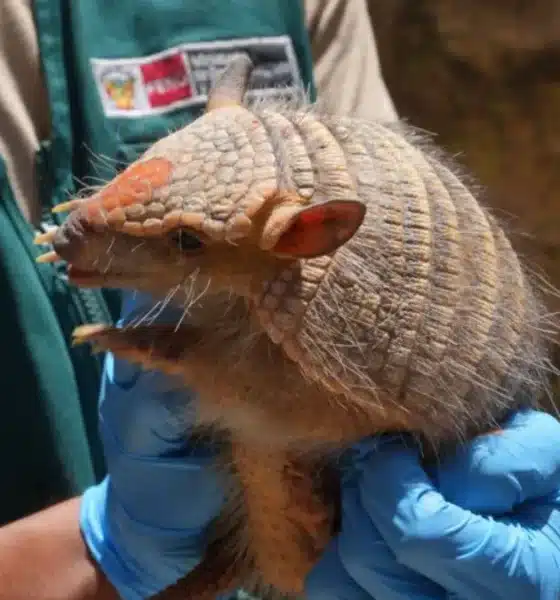 Uso ilegal del quirquincho andino en rituales de suerte pone en riesgo su supervivencia