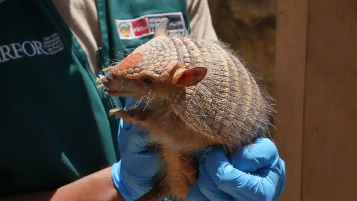 Uso ilegal del quirquincho andino en rituales de suerte pone en riesgo su supervivencia